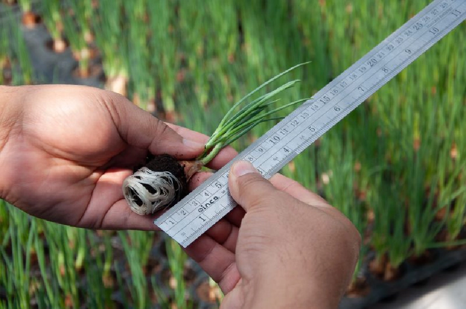 ปลูกพืชในโรงเรือน "สู้ภัยแล้ง" ใช้น้ำน้อย แต่กำไรมาก