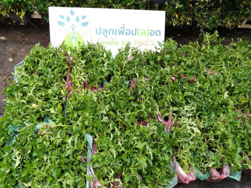 เกษตรฯ สั่งลุยแจกต้นไม้ 5 หมื่นต้น ลด PM 2.5