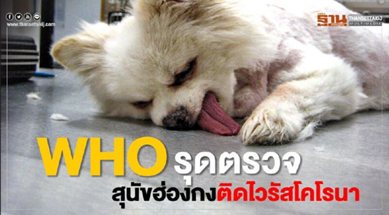 WHO รุดตรวจสุนัขฮ่องกงติดไวรัสโคโรนา WHO รุดตรวจสุนัขฮ่องกงติดไวรัสโคโรนา