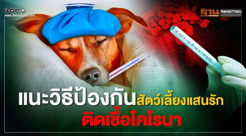 แนะวิธีป้องกันสัตว์เลี้ยงแสนรักติดเชื้อ“โคโรนา” แนะวิธีป้องกันสัตว์เลี้ยงแสนรักติดเชื้อ“โคโรนา”