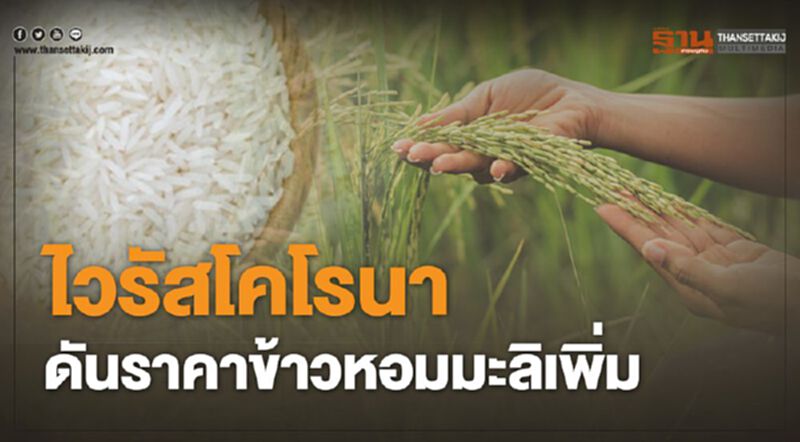 ไวรัสโคโรนา ดันราคาข้าวหอมมะลิเพิ่ม ไวรัสโคโรนา ดันราคาข้าวหอมมะลิเพิ่ม