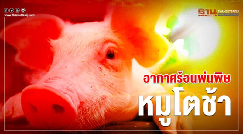 อากาศร้อนพ่นพิษหมูโตช้า อากาศร้อนพ่นพิษหมูโตช้า
