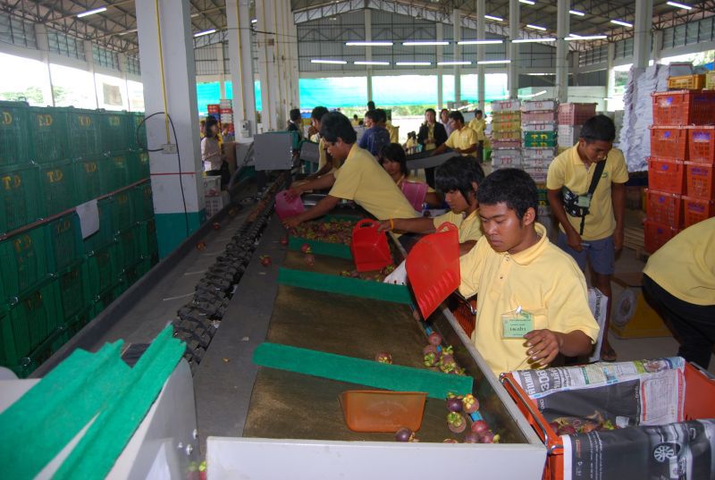 ผวาไวรัสโคโรนาฟาดหางผลไม้จ่ายอุดหนุนกว่า 400 ล้าน