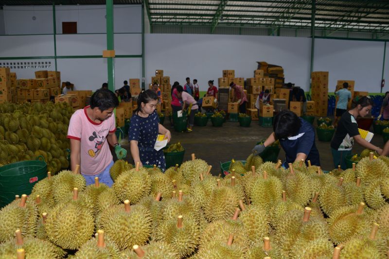 ผวาไวรัสโคโรนาฟาดหางผลไม้จ่ายอุดหนุนกว่า 400 ล้าน