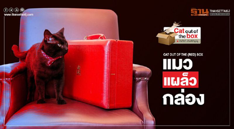 CAT OUT OF THE (RED) BOX : แมว-แผล็ว-กล่อง CAT OUT OF THE (RED) BOX : แมว-แผล็ว-กล่อง