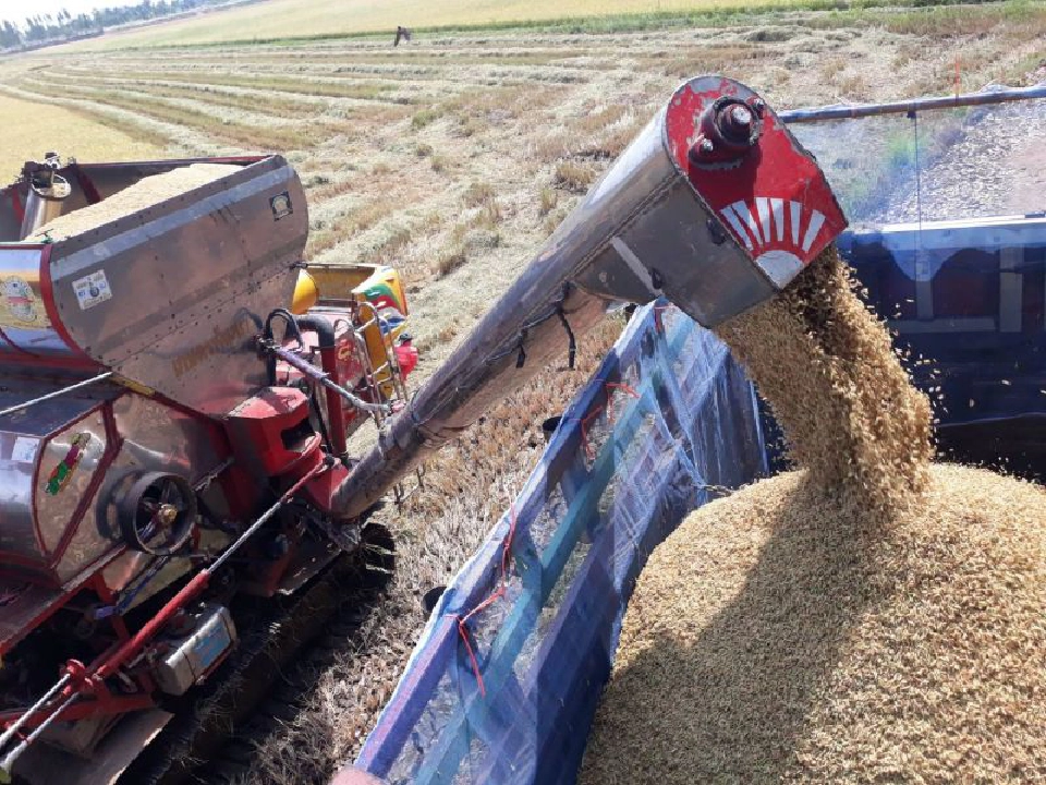 ข้าวเปลือกเจ้าราคาพุ่งแรงสุดในรอบ 3 ปี