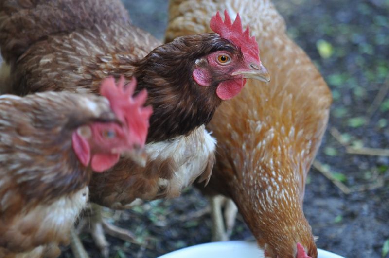 “ไข่ไก่” ลุ้นวิกฤติไวรัสดันดีมานด์พุ่ง ราคาขยับ