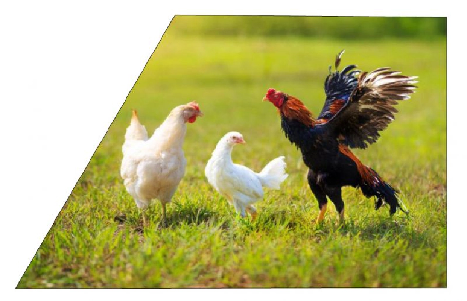 ปั้น‘ไก่โคราช’อาหารสุขภาพ