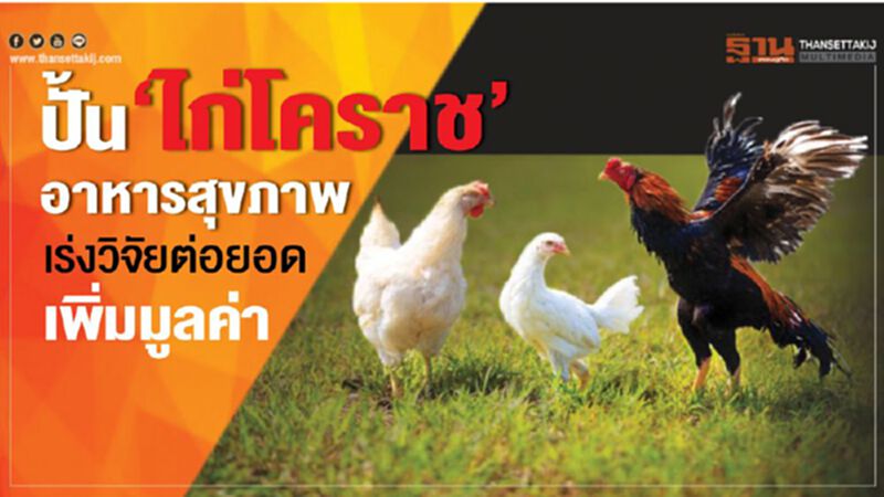 ปั้น‘ไก่โคราช’อาหารสุขภาพ ปั้น‘ไก่โคราช’อาหารสุขภาพ