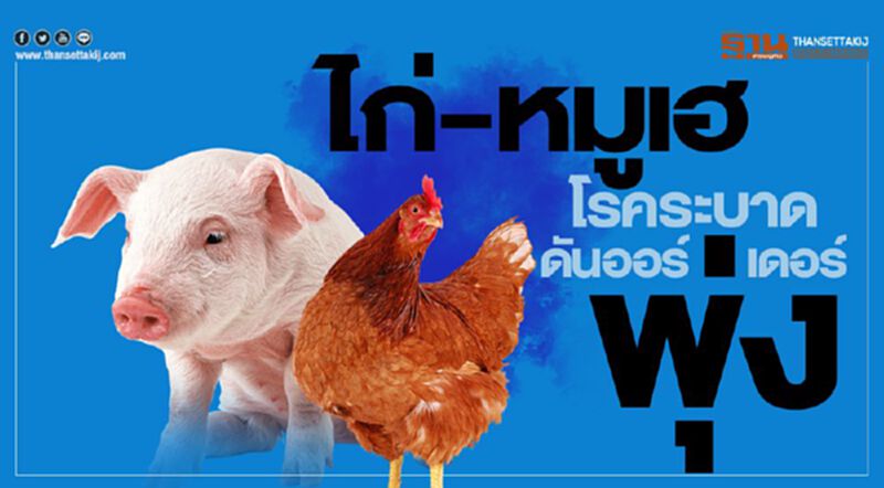 ไก่-หมูเฮ โรคระบาด ดันออร์เดอร์พุ่ง ไก่-หมูเฮ โรคระบาด ดันออร์เดอร์พุ่ง