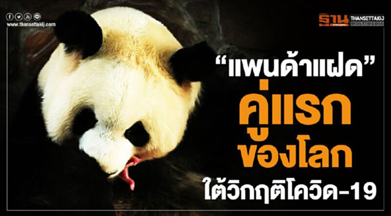 "แพนด้าแฝด" คู่แรกของโลกใต้วิกฤติโควิด-19 "แพนด้าแฝด" คู่แรกของโลกใต้วิกฤติโควิด-19