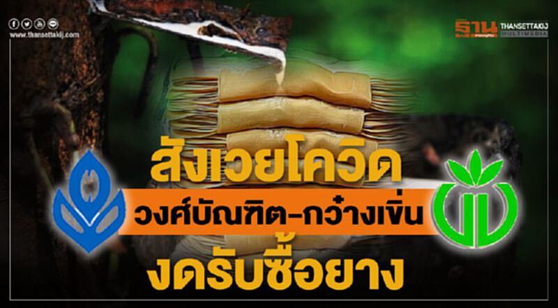 สังเวยโควิด “วงศ์บันทิต-กว๋างเขิ่น” งดรับซื้อยาง สังเวยโควิด “วงศ์บันทิต-กว๋างเขิ่น” งดรับซื้อยาง