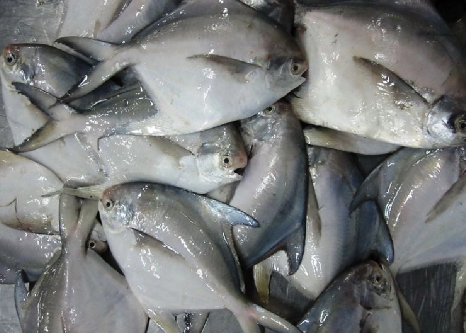 คุมเข้มตลาดปลาสหกรณ์ประมงแม่กลองต้องใส่หน้ากาก