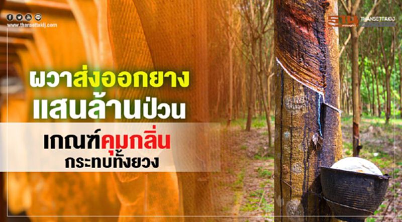 ผวาส่งออกยางแสนล้านป่วน เกณฑ์คุมกลิ่นกระทบทั้งยวง ผวาส่งออกยางแสนล้านป่วน เกณฑ์คุมกลิ่นกระทบทั้งยวง