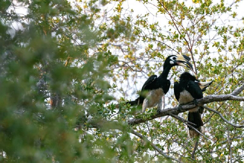 เกาะพะลวย ต้นแบบพลังงานสะอาด