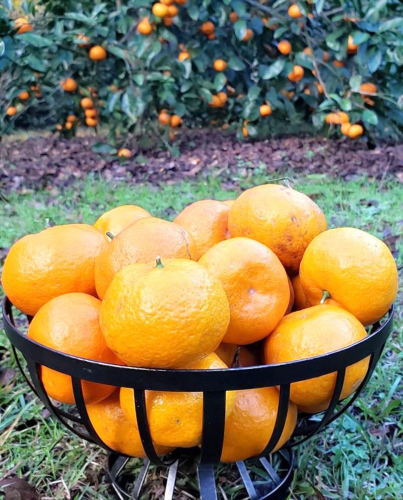 กับข้าวบ้านป่า : Drake a la’ orange เป็ด-ซอสส้ม
