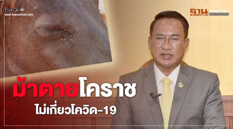 ม้าตายโคราชไม่เกี่ยวโควิด-19 ม้าตายโคราชไม่เกี่ยวโควิด-19