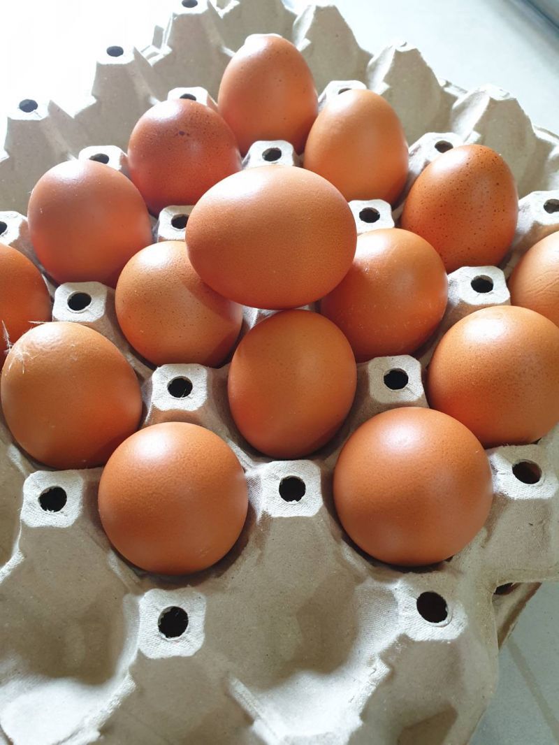 จับไข่แพงเพิ่มอีก2ราย  ขยายเวลาห้ามส่งออกอีก30วัน