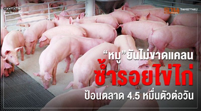 “หมู”ยันไม่ขาดแคลนซ้ำรอยไข่ไก่ ป้อนตลาด 4.5 หมื่นตัวต่อวัน “หมู”ยันไม่ขาดแคลนซ้ำรอยไข่ไก่ ป้อนตลาด 4.5 หมื่นตัวต่อวัน