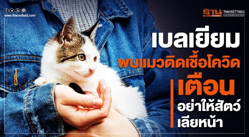 เบลเยียมพบแมวติดเชื้อโควิด  เตือนอย่าให้สัตว์เลียหน้า