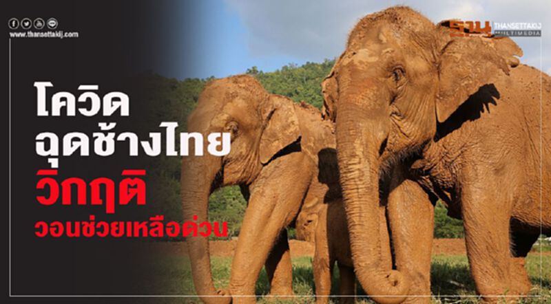 โควิดฉุดช้างไทยวิกฤติ วอนช่วยเหลือด่วน โควิดฉุดช้างไทยวิกฤติ วอนช่วยเหลือด่วน