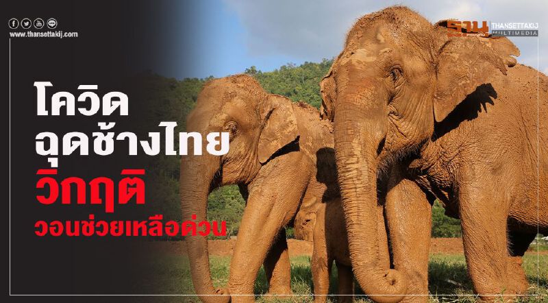      โควิดฉุดช้างไทยวิกฤติ วอนช่วยเหลือด่วน