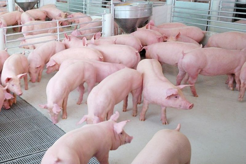 หมูซมซดพิษไวรัสโควิดฉุดราคาในประเทศวูบ