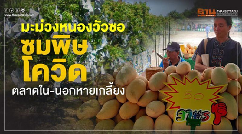 มะม่วงหนองวัวซอซมพิษโควิด ตลาดใน-นอกหายเกลี้ยง มะม่วงหนองวัวซอซมพิษโควิด ตลาดใน-นอกหายเกลี้ยง