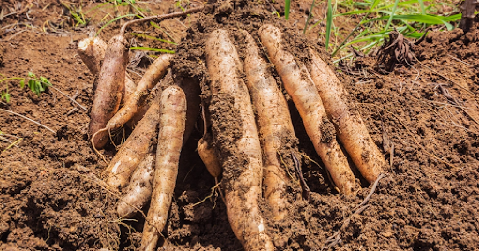 FTAหนุนส่งออกมันสำปะหลัง  2 เดือน พุ่งเฉียด 400%