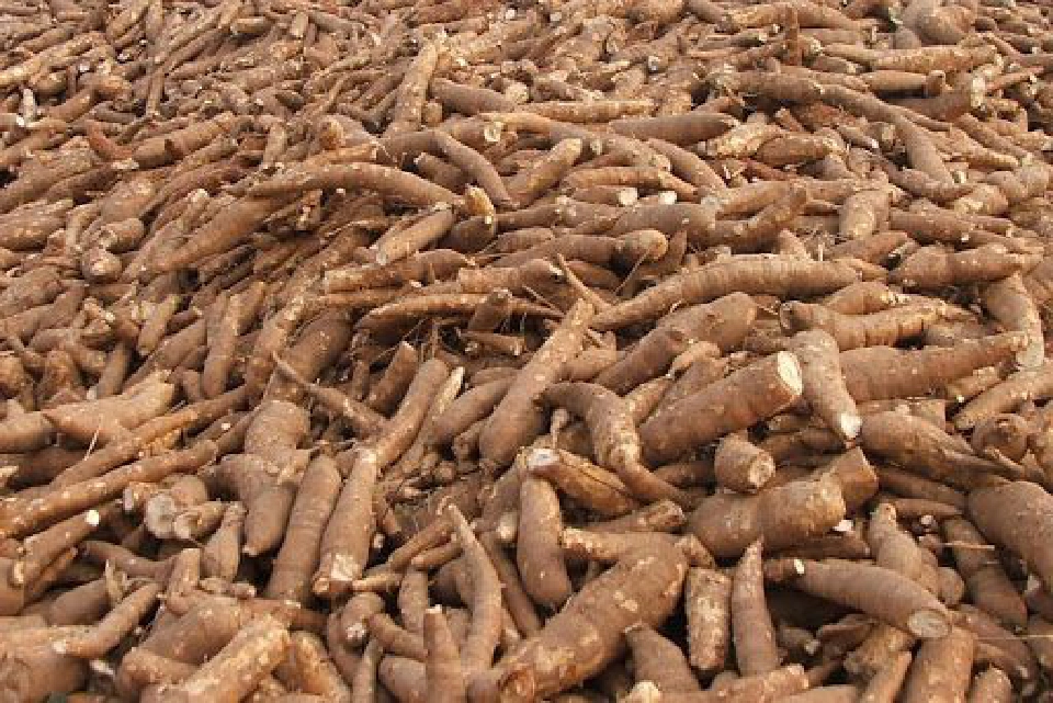 FTAหนุนส่งออกมันสำปะหลัง  2 เดือน พุ่งเฉียด 400%