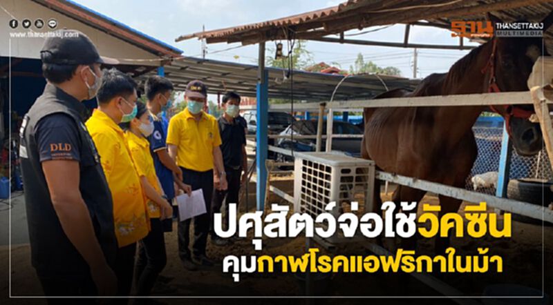 ปศุสัตว์จ่อใช้วัคซีนคุมกาฬโรคแอฟริกาในม้า ปศุสัตว์จ่อใช้วัคซีนคุมกาฬโรคแอฟริกาในม้า