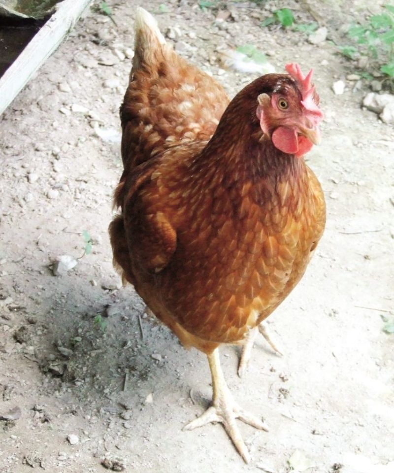 เสนอทบทวนห้ามส่งออกไข่ไก่