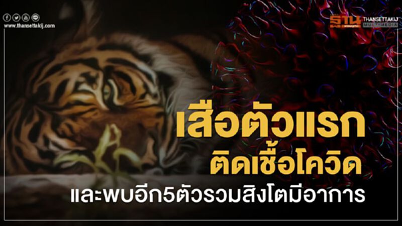 เสือตัวแรกติดเชื้อโควิดและพบอีก5ตัวรวมสิงโตมีอาการ เสือตัวแรกติดเชื้อโควิดและพบอีก5ตัวรวมสิงโตมีอาการ