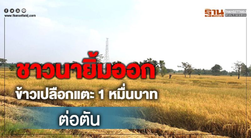 ชาวนายิ้มออกข้าวเปลือกแตะ1หมื่นบาทต่อตัน ชาวนายิ้มออกข้าวเปลือกแตะ1หมื่นบาทต่อตัน