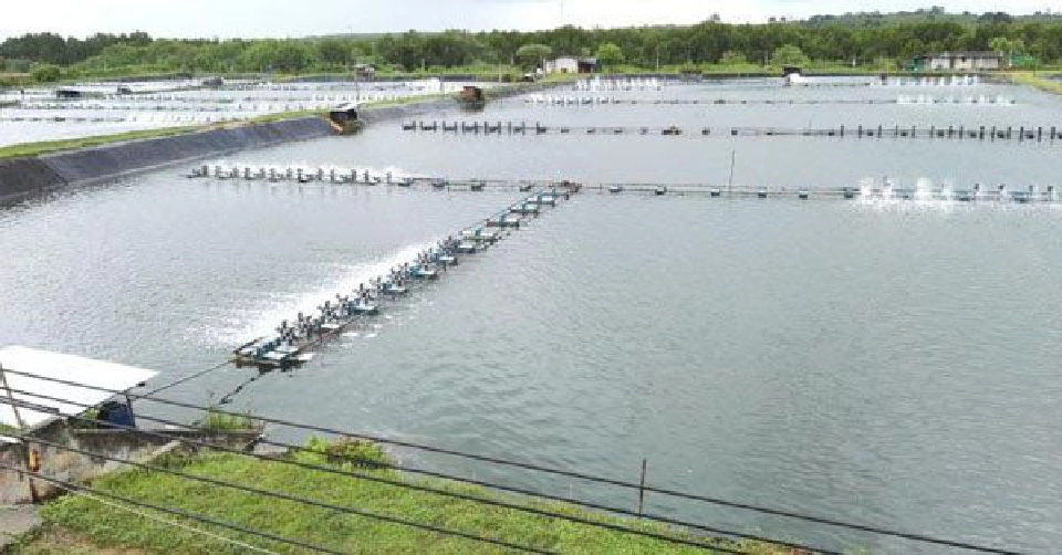 รัฐไฟเขียว “จำนำกุ้ง” แก้โควิดทุบส่งออก