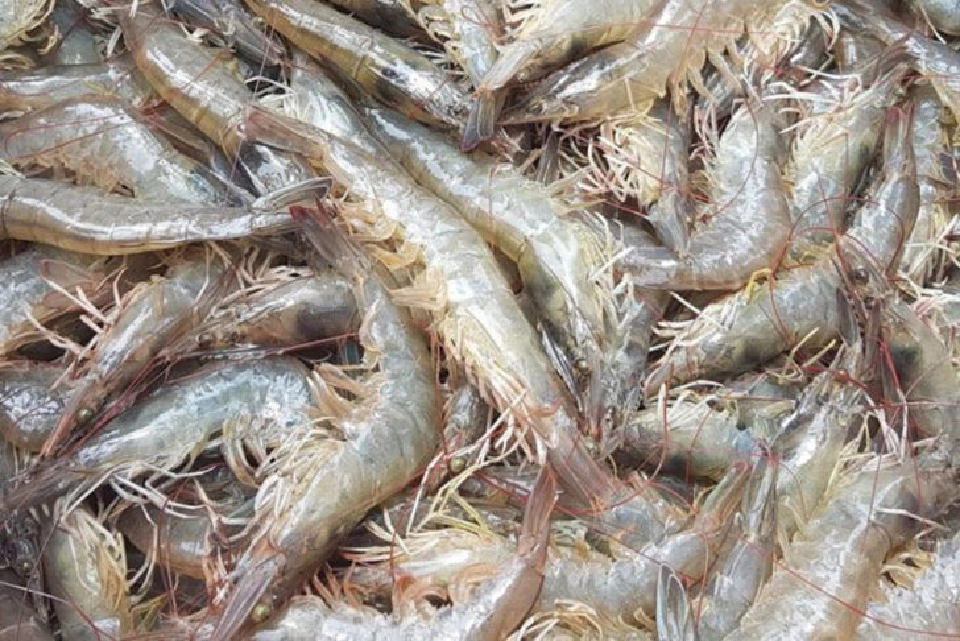 รัฐไฟเขียว “จำนำกุ้ง” แก้โควิดทุบส่งออก