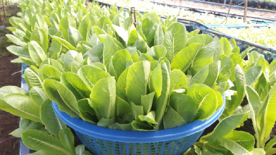 ฝึกอาชีพสู้”โควิด”ได้เบี้ยเลี้ยง150บาท/วัน