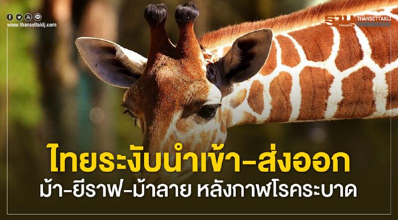 ไทยระงับนำเข้า-ส่งออกม้า-ยีราฟ-ม้าลาย หลังกาฬโรคระบาด ไทยระงับนำเข้า-ส่งออกม้า-ยีราฟ-ม้าลาย หลังกาฬโรคระบาด