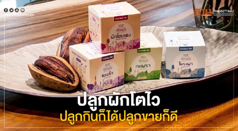 ปลูกผักโตไว ปลูกกินก็ได้ปลูกขายก็ดี ปลูกผักโตไว ปลูกกินก็ได้ปลูกขายก็ดี