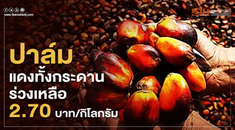 ปาล์มแดงทั้งกระดานร่วงเหลือ 2.70 บาท/กิโลกรัม ปาล์มแดงทั้งกระดานร่วงเหลือ 2.70 บาท/กิโลกรัม