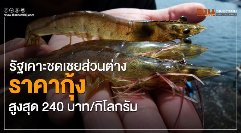 รัฐเคาะชดเชยส่วนต่างราคากุ้งสูงสุด 240 บาท/กิโลกรัม