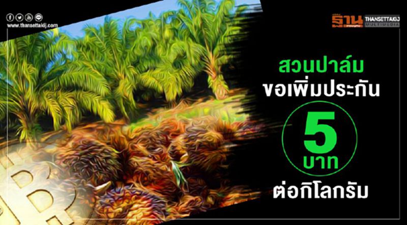 สวนปาล์มขอเพิ่ม ประกันที่ 5 บาทต่อกก. สวนปาล์มขอเพิ่ม ประกันที่ 5 บาทต่อกก.