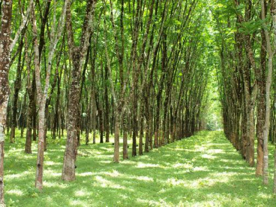 ส่องแคนดิเดตชิงเก้าอี้ผู้ว่าการ กยท.