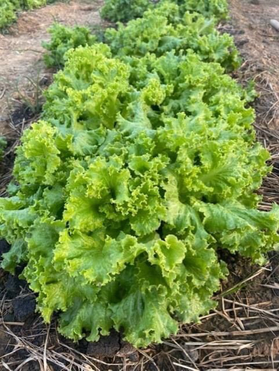 มูลนิธิชัยพัฒนา