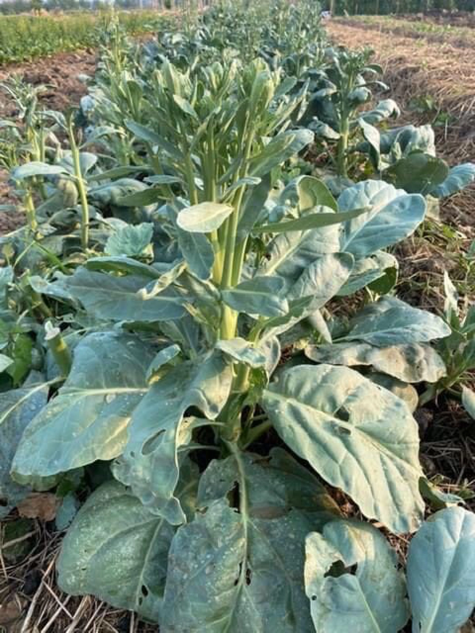 มูลนิธิชัยพัฒนา