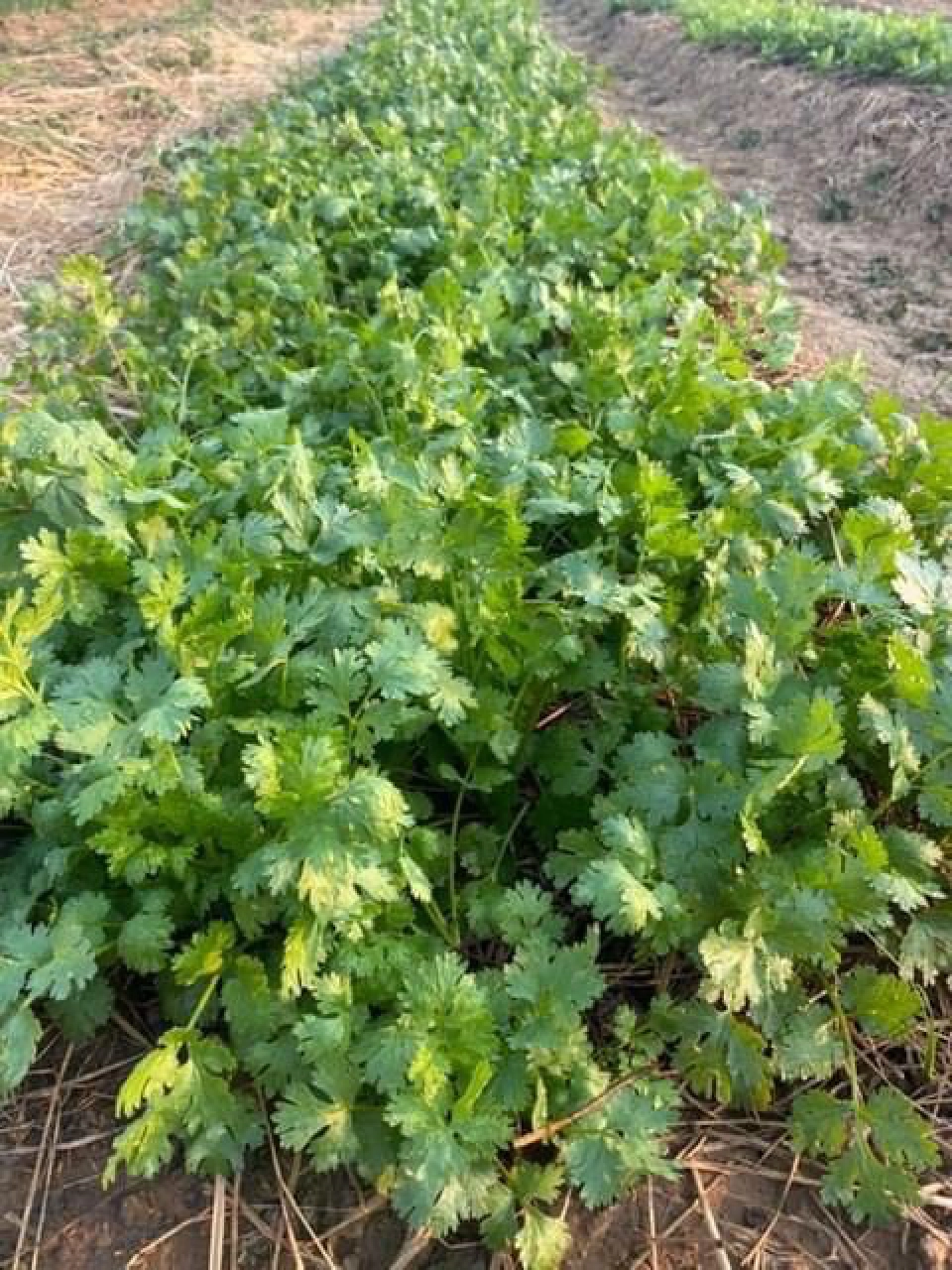 มูลนิธิชัยพัฒนา