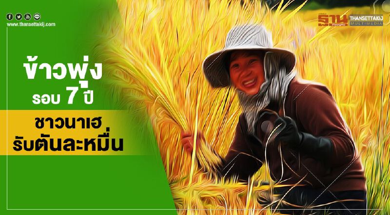 ข้าวพุ่งรอบ 7 ปี ชาวนาเฮรับตันละหมื่น