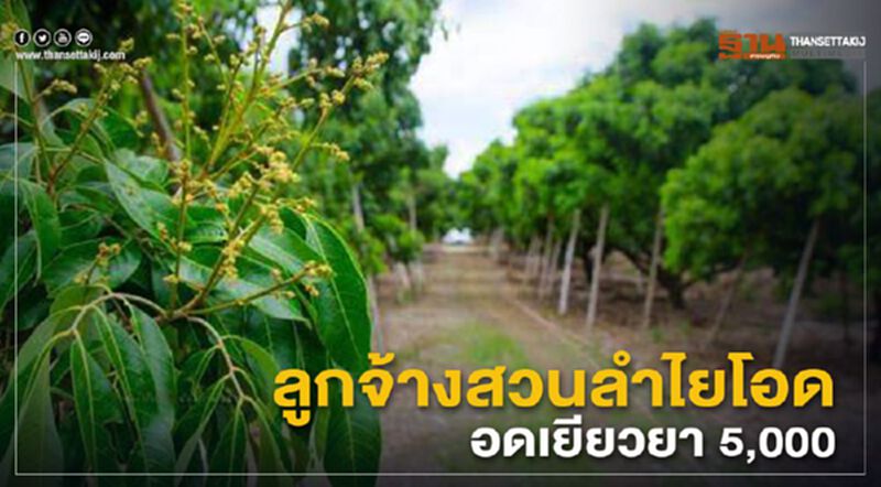 ลูกจ้างสวนลำไยเชียงใหม่โอด อดเงินเยียวยา5,000บาท ลูกจ้างสวนลำไยเชียงใหม่โอด อดเงินเยียวยา5,000บาท