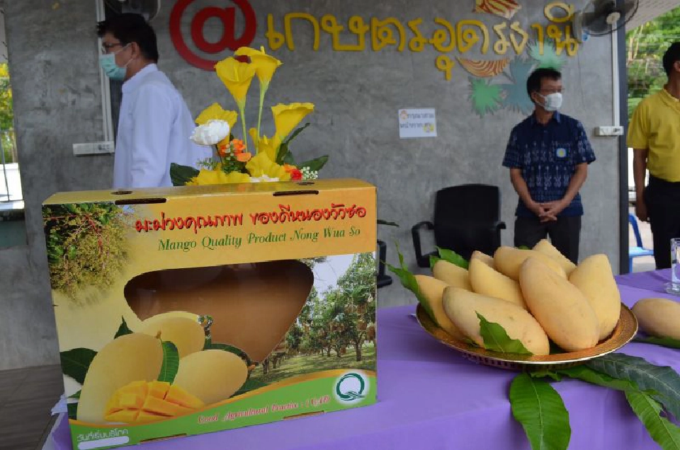 อุดรฯชวน”กินหมากม่วง”สู้โควิด-19