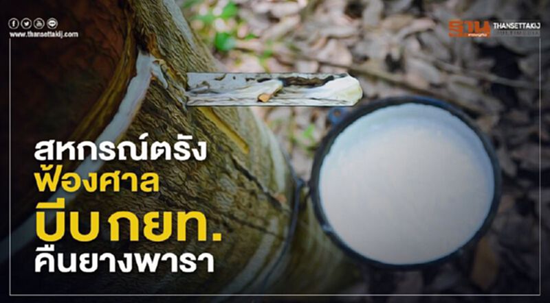 สหกรณ์ตรังฟ้องศาลบีบ กยท.คืนยางพารา สหกรณ์ตรังฟ้องศาลบีบ กยท.คืนยางพารา